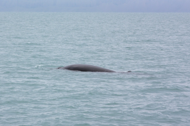 A minke whale 
